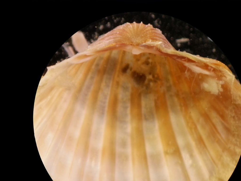 Acanthocardia paucicostata, echinata or similar (Juvenile)